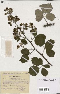 spécimen de Rubus ulmifolius
