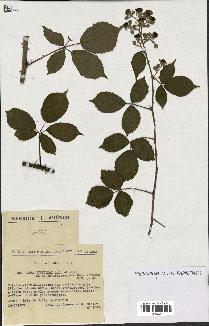 spécimen de Rubus questierii