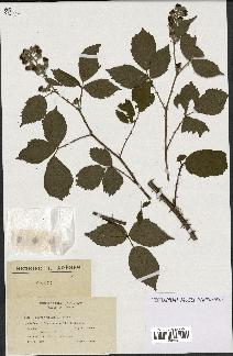 spécimen de Rubus questierii