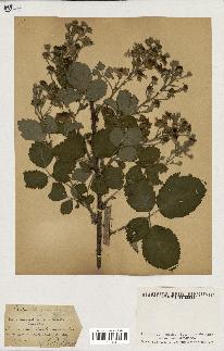 spécimen de Rubus linkianus