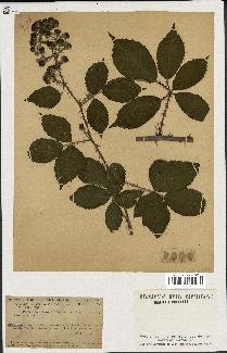 spécimen de Rubus geniculatus