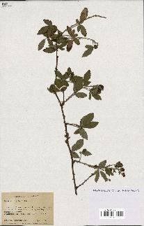 spécimen de Rubus trivialis