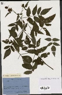 spécimen de Rubus rosaefolius