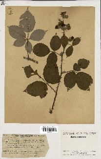 spécimen de Rubus hedycarpus