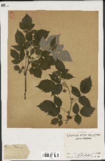 spécimen de Rubus idaeus