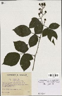 spécimen de Rubus argenteus