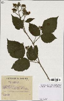 spécimen de Rubus argenteus