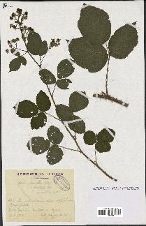 spécimen de Rubus glaucellus