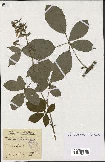 spécimen de Rubus geniculatus