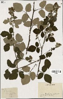 spécimen de Rubus sp.