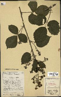 spécimen de Rubus obscurus