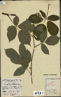 spécimen de Rubus obscurus