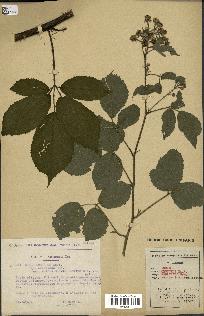 spécimen de Rubus obscurus