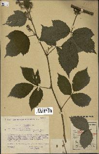 spécimen de Rubus obscurus