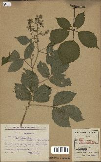 spécimen de Rubus obscurus