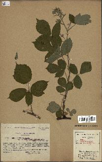 spécimen de Rubus obscurus