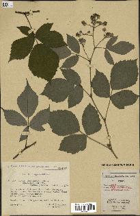 spécimen de Rubus obtruncatus