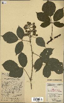 spécimen de Rubus obtruncatus