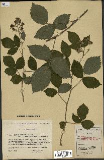 spécimen de Rubus obtruncatus