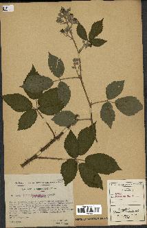 spécimen de Rubus pallidus