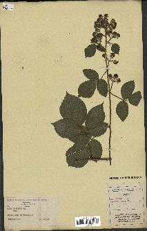 spécimen de Rubus pallidus