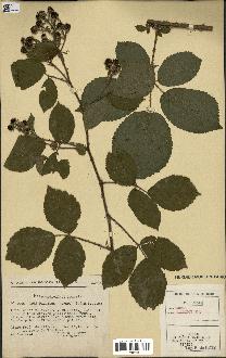 spécimen de Rubus pallidus