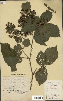 spécimen de Rubus pallidus