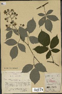 spécimen de Rubus omalus