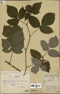 spécimen de Rubus omalus