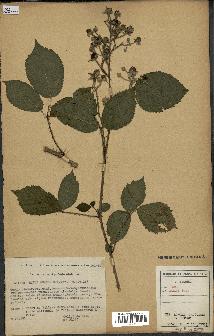 spécimen de Rubus omalus