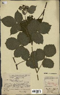 spécimen de Rubus pallidus