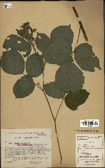 spécimen de Rubus pallidus