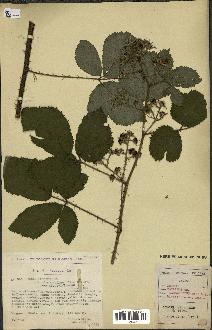 spécimen de Rubus pallidus