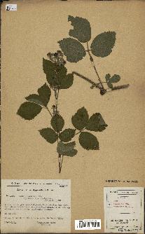 spécimen de Rubus pallidus