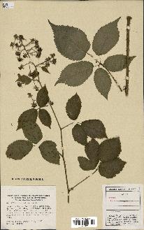 spécimen de Rubus pallidus