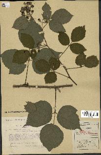 spécimen de Rubus pallidus