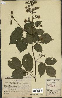 spécimen de Rubus pallidus