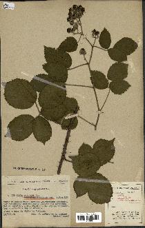 spécimen de Rubus pallidus