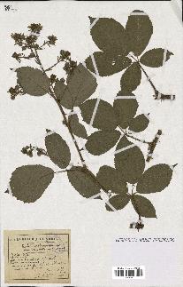 spécimen de Rubus mutabilis