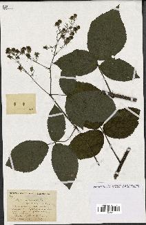 spécimen de Rubus vallisparsus