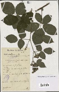 spécimen de Rubus vallisparsus