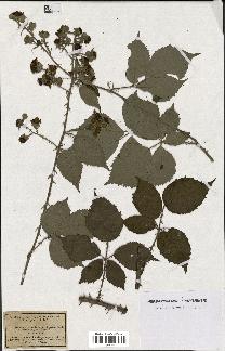 spécimen de Rubus winteri