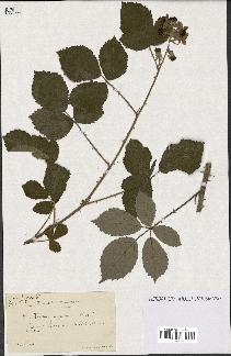 spécimen de Rubus argenteus