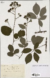 spécimen de Rubus argenteus