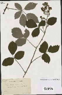 spécimen de Rubus argenteus