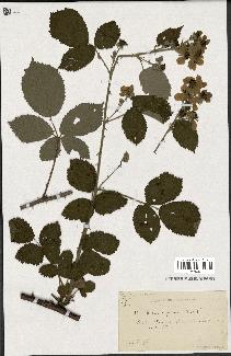 spécimen de Rubus argenteus