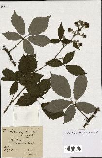 spécimen de Rubus argenteus