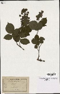 spécimen de Rubus hirtus