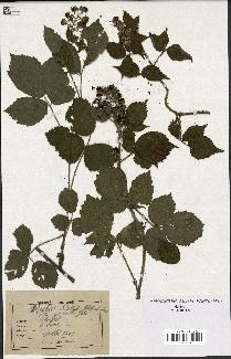 spécimen de Rubus hirtus