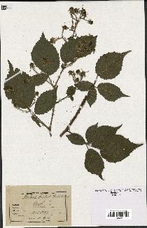 spécimen de Rubus hirtus